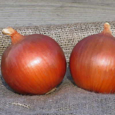 СОНОМА F1 лук Бейо