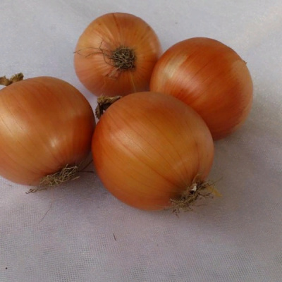 ЦЕНТАВР F1 лук Гавриш