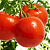 ДЖЕМПАКТ F1 томат Саката
