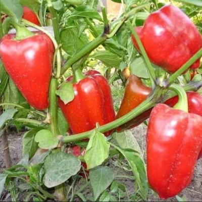 РУБИНЕ F1 перец Энза Заден