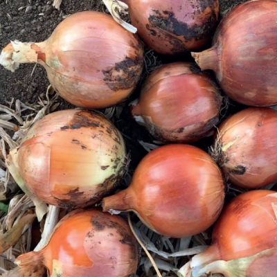 НОГАЛ F1 лук Энза Заден