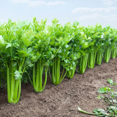 ТАНГО F1 сельдерей Бейо (драж.)