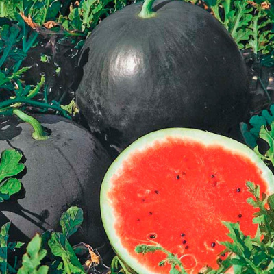 РЕД СТАР F1 арбуз Нюнемс