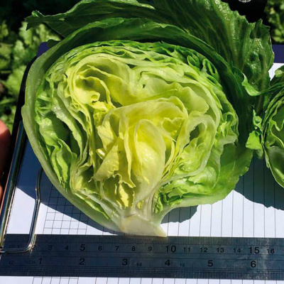 ТЕМПЛИН F1 салат Нюнемс