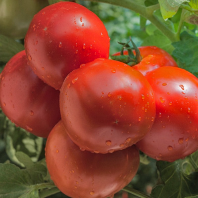 МАТРИКС F1 томат Гриномика (500 шт)