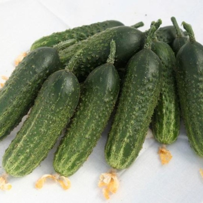 АВАНС F1 огурец Гавриш