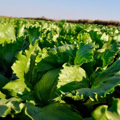 ГОНДАР F1 салат Нюнемс