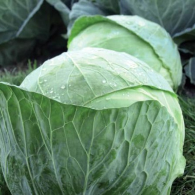 ЧИЗ F1 капуста белокочанная Вильморин