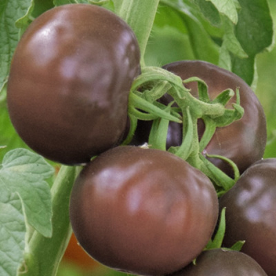 АМИГО F1 томат Гриномика