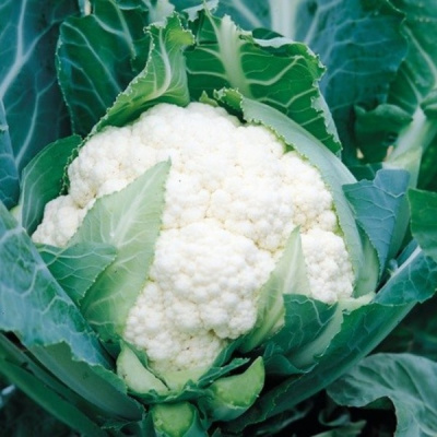 СПЕЙС СТАР F1 капуста цветная Сингента