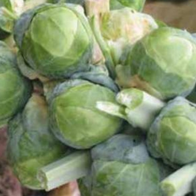 БРИЛЛИАНТ F1 капуста брюссельская Хазера