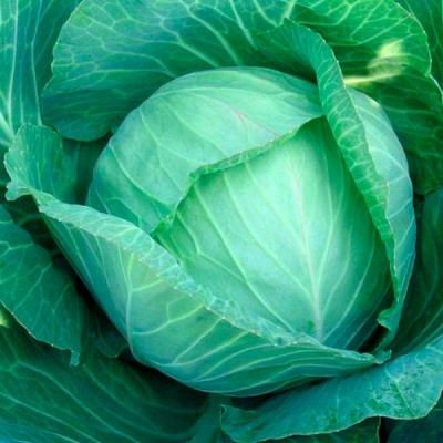 РАМКО F1 капуста белокочанная Сингента