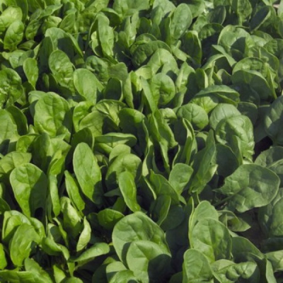 ПУМА F1 шпинат Райк Цваан, PR, 1 млн.шт