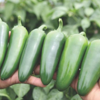 ЭВЕРМАН F1 перец Вильморин