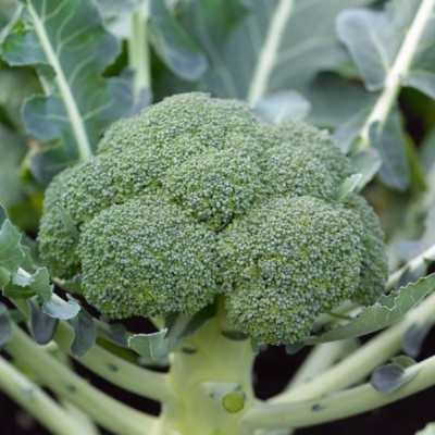 МОНАКО F1 брокколи Сингента