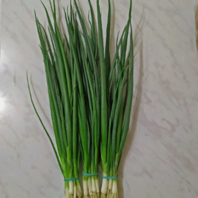 ГРИНГО F1 лук на зелень Гриномика