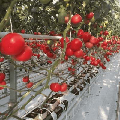 СВ 3725 F1 томат Семинис