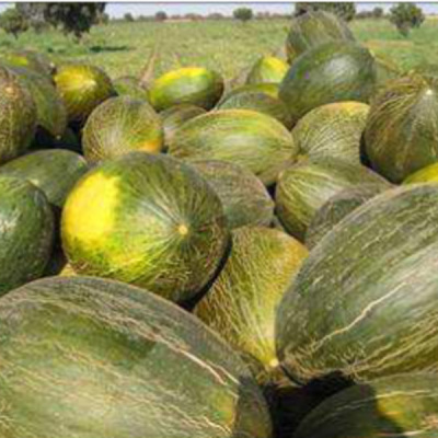 ДОН КИХОТ F1 дыня Саката