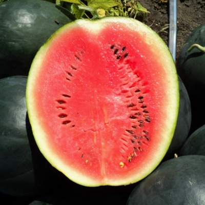 УЭЛЬВА F1 арбуз Райк Цваан, PR, 1000 шт