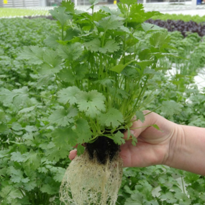 АРГО F1 кориандр Гавриш (1000 г)