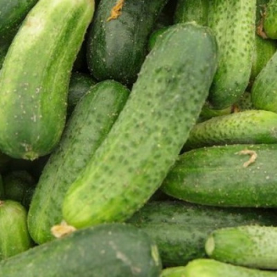 ШАКТИ F1 огурец Райк Цваан, PR, 250 шт