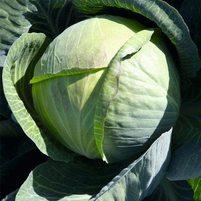 ЦИКЛОН F1 капуста белокочанная Бейо