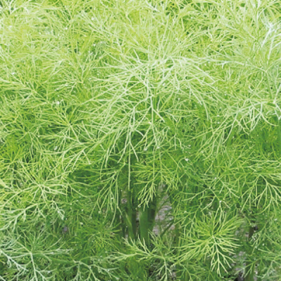 ГРИН СЛИВЗ F1 укроп Энза Заден