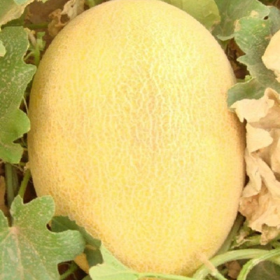 АЛТЫН F1 дыня Гавриш