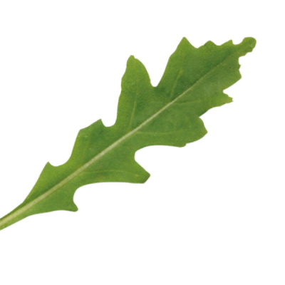 ГРАЦИЯ F1 рукола Энза Заден