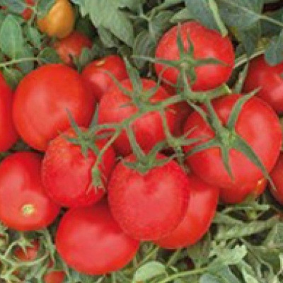 ФЕРСТ F1 томат Семинис