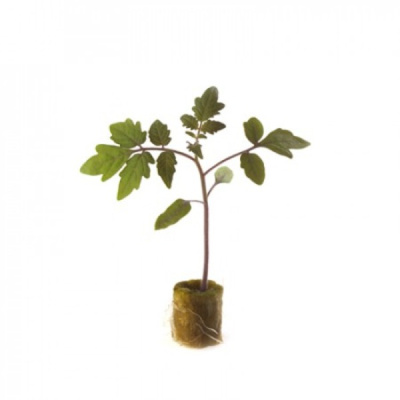 БРЮС F1 подвой Райк Цваан, 1000 драже