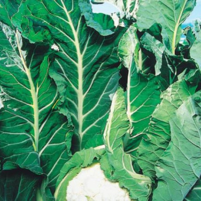 КЛ 650 F1 капуста цветная Вильморин 1000 шт