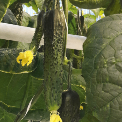 ГЕФЕСТ F1 огурец Семинис