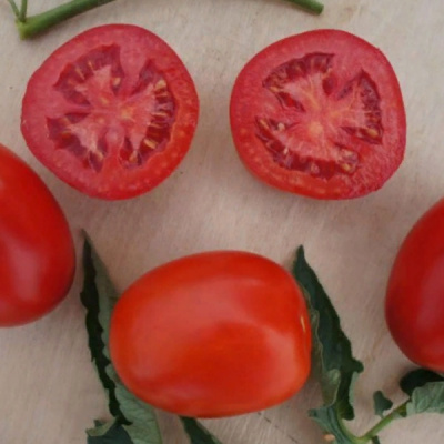 ИНДИО F1 томат Саката