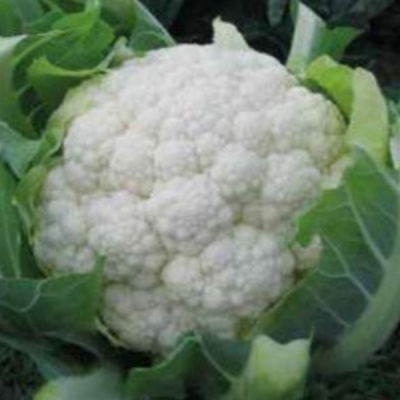 БРАЗИЛИЯ F1 капуста цветная Хазера