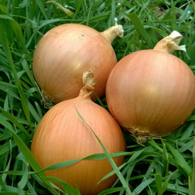 САМАНТА F1 лук Энза Заден, 100 000 шт