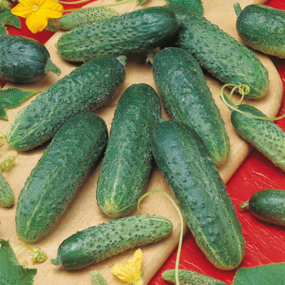 АСТЕРИКС F1 огурец Бейо (1000)