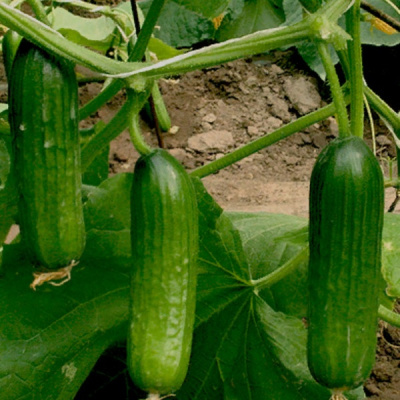 МАНСУР F1 огурец Гриномика