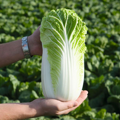 БИЛКО F1 капуста пекинская Бейо