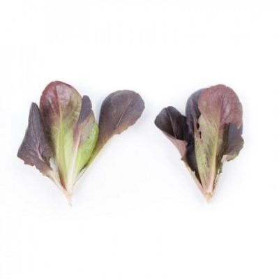 БОЙД F1 салат Райк Цваан, NS, 100 тыс.шт