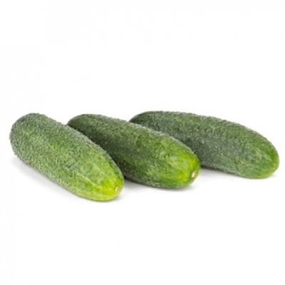 ДИРИГЕНТ F1 огурец Райк Цваан, PR, 1000 шт