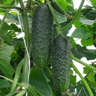 4097 F1 огурец Семинис, 250 шт