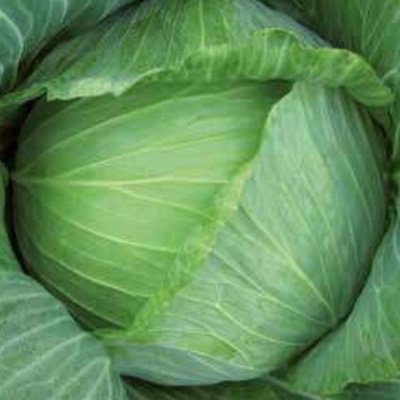 БАРТОН F1 капуста белокочанная Хазера