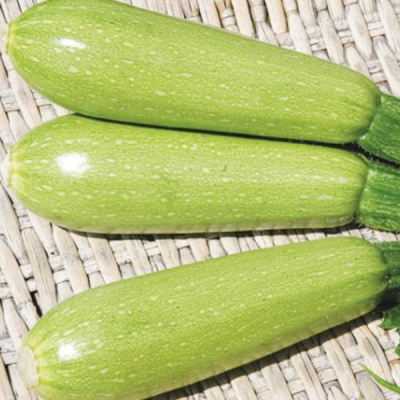 ДОНЬЯ ПЕРФЕКТА F1 кабачок Вильморин