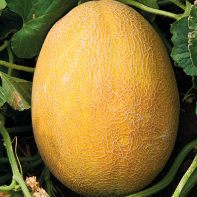 АВГУСТИН F1 дыня Гриномика