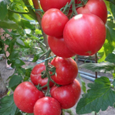 ПИНК КЛЕЙР F1 томат Хазера