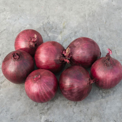 РОБИН F1 лук Бейо