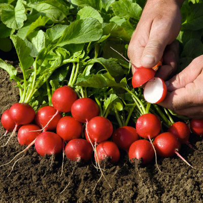 РУДОЛЬФ F1 редис Бейо