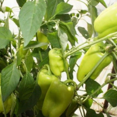 ДЖЕЙД F1 перец Саката