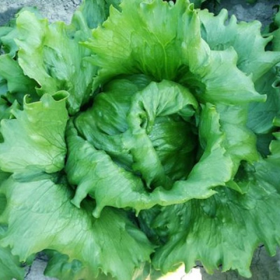 ПРОТЕКЦИОНИСТ F1 салат Вильморин